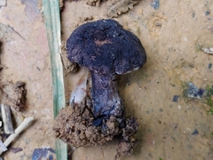 Sarcodon portoricensis