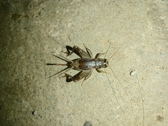 Acheta domesticus