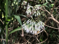 Eupatorium tashiroi