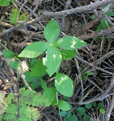 Cornus suecica