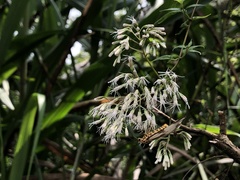 Eupatorium tashiroi