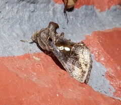 Chrysodeixis eriosoma