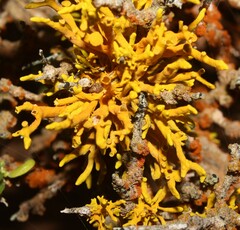 Dufourea flammea
