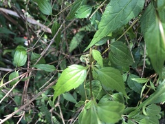 Eupatorium tashiroi