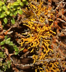 Dufourea flammea