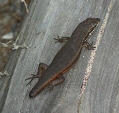 Trachylepis variegata