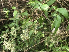 Eupatorium tashiroi