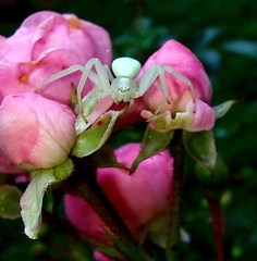 Misumena vatia