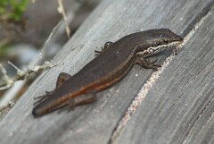 Trachylepis variegata