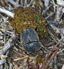 Scarabaeus hottentorum