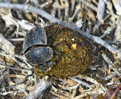Scarabaeus hottentorum