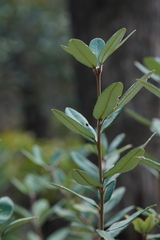 Banksia saxicola