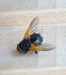 Mesembrina meridiana