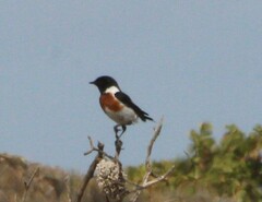 Saxicola torquatus