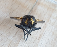 Mesembrina meridiana