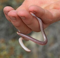 Rhinotyphlops lalandei