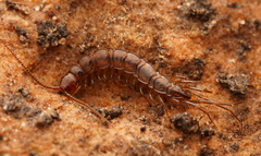 Lithobiomorpha