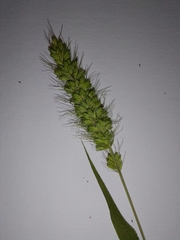 Setaria verticillata