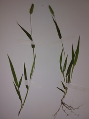 Setaria verticillata