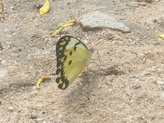 Belenois calypso calypso