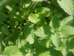 Graphocephala coccinea