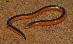 Gray's Dwarf Legless Skink photo 5