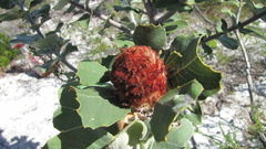 Banksia coccinea