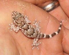 Chondrodactylus bibronii