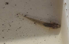 Pomatoschistus microps