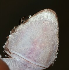 Chondrodactylus bibronii