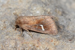 Phragmatiphila insularis