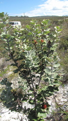 Banksia coccinea