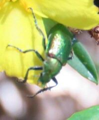 Diphucephala