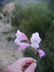 Gladiolus hirsutus