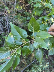 Populus trichocarpa