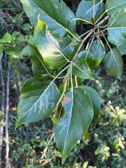 Populus trichocarpa