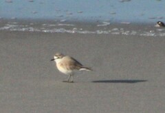 Charadrius marginatus