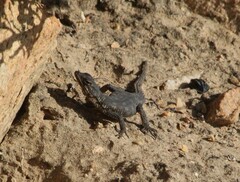 Karusasaurus polyzonus