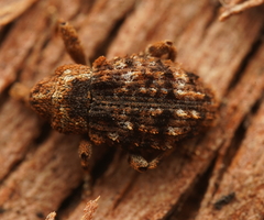 Cryptorhynchini