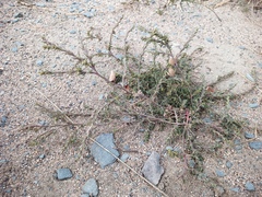 Salsola collina