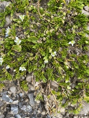 Moehringia ciliata