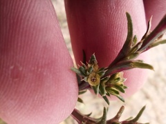 Salsola collina