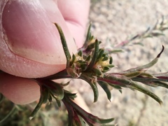 Salsola collina