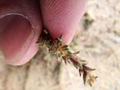 Salsola collina