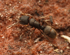 Heteroponera