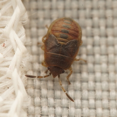 Lygaeoidea