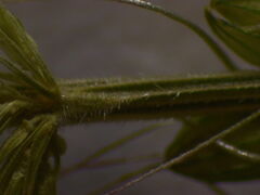 Setaria verticillata