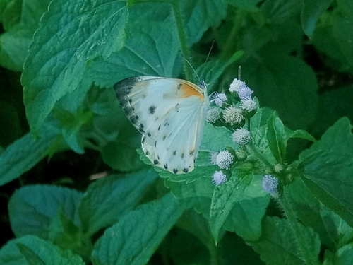 Creamy Small White