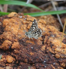 Spialia galba