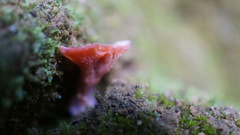 Climacodon roseomaculatus